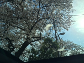 桜吹雪！
