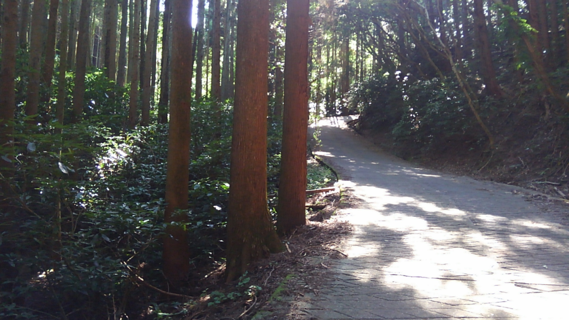 筑波山でサイクリングのススメ