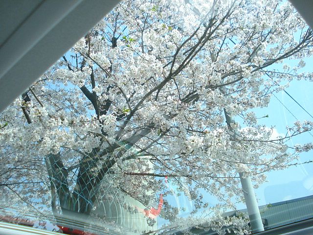 上を見上げれば・・・