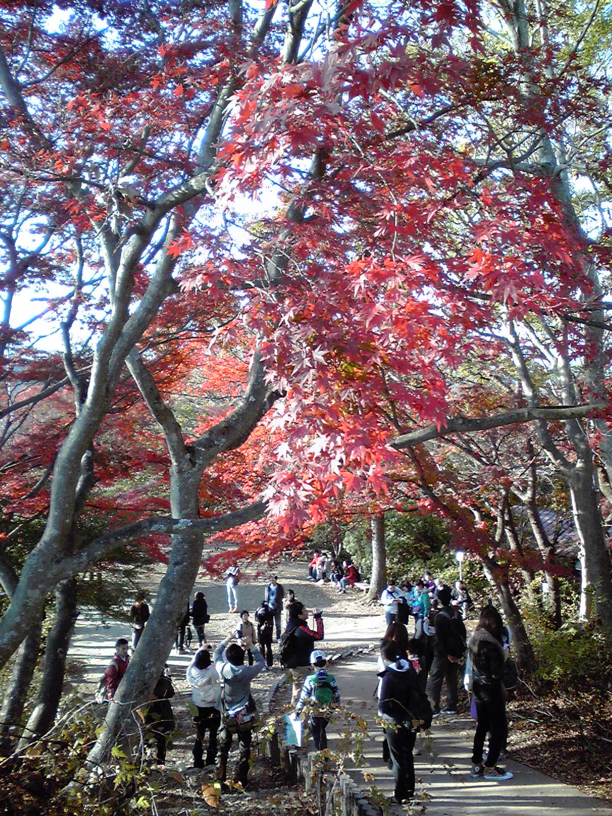 高尾山