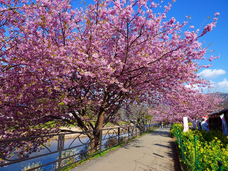 お花見