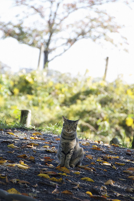 この季節　好きですか？