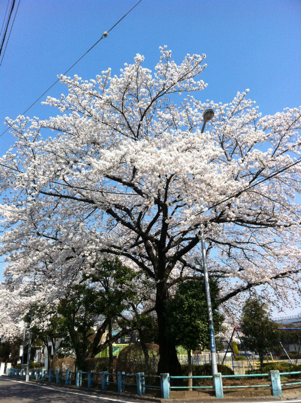桜さくさく本日雨・・・