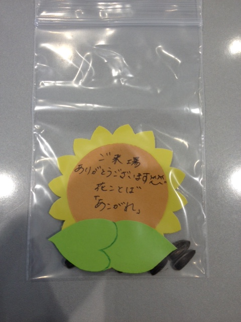 ヒマワリ