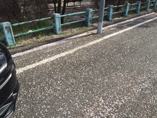 桜吹雪！