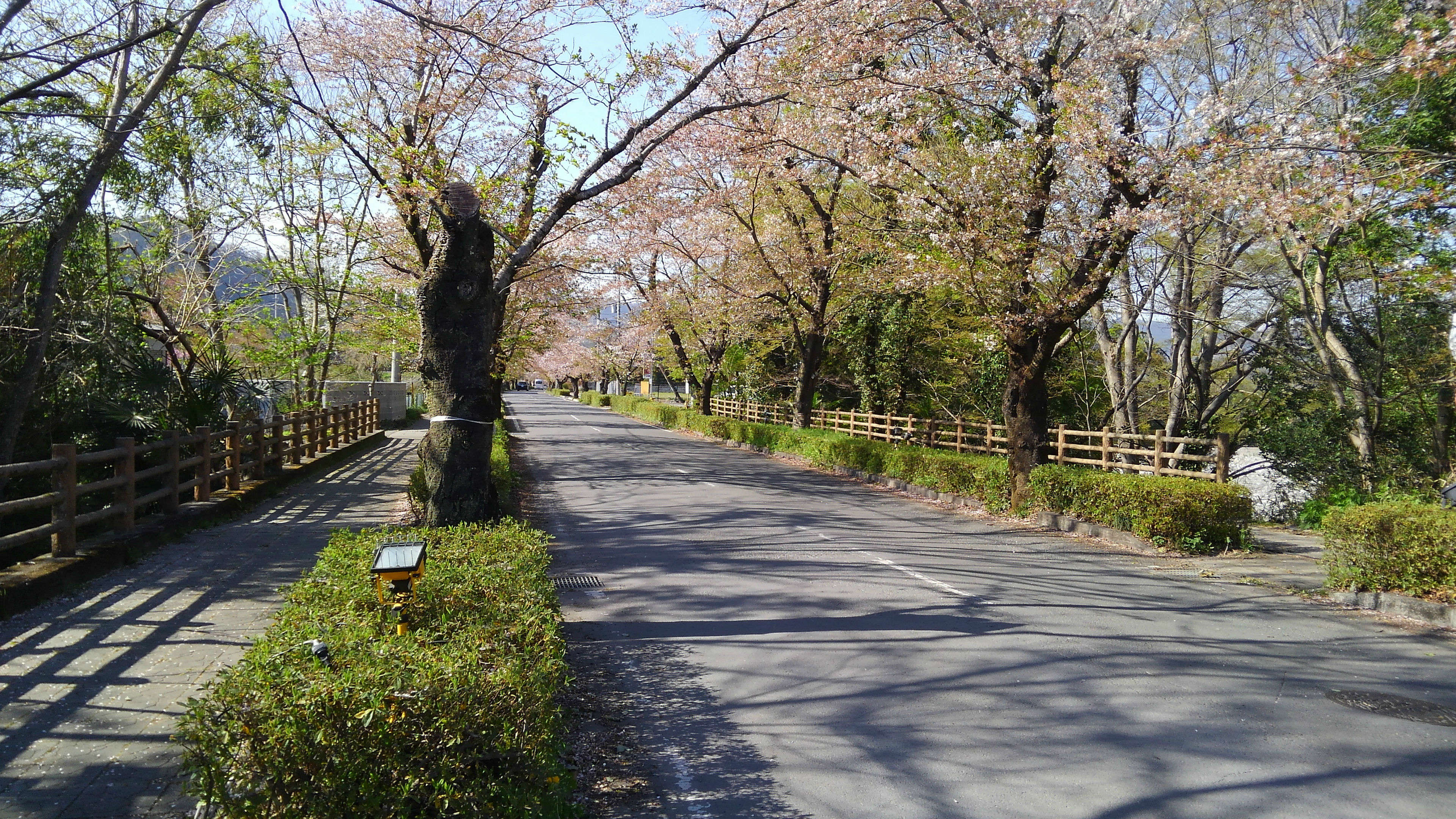 小川町～長瀞町お花見サイクリング