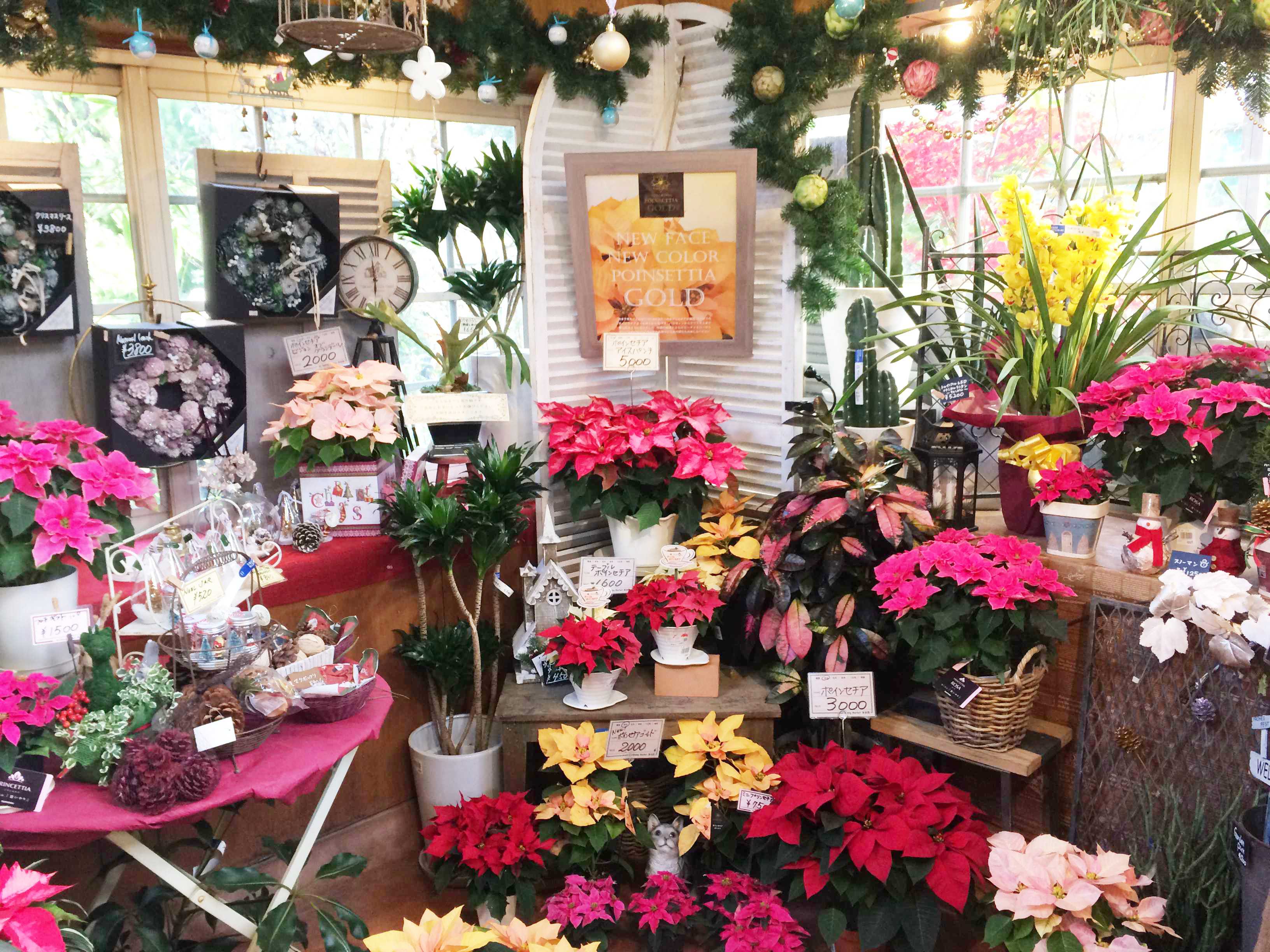 綺麗なお花がたくさん！