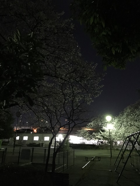 夜桜
