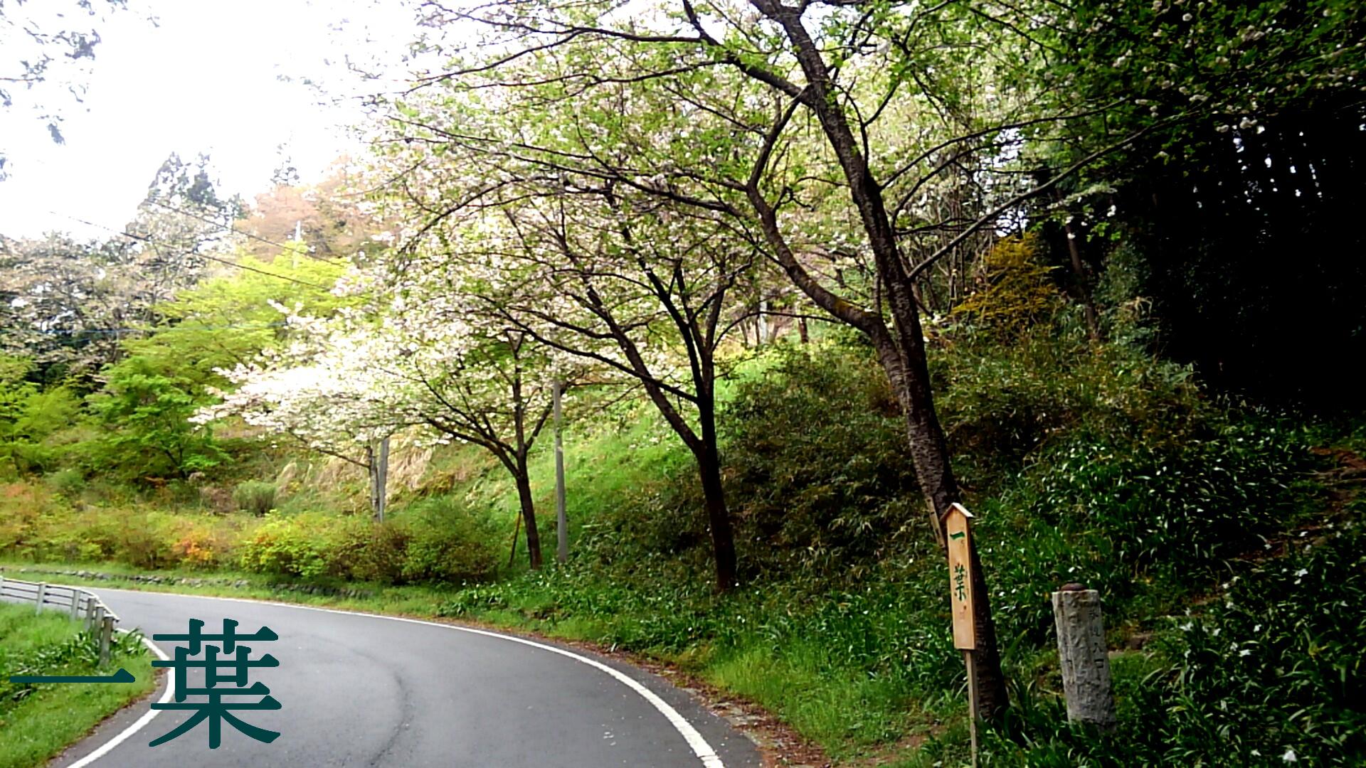 お花見サイクリング【ときがわ編】