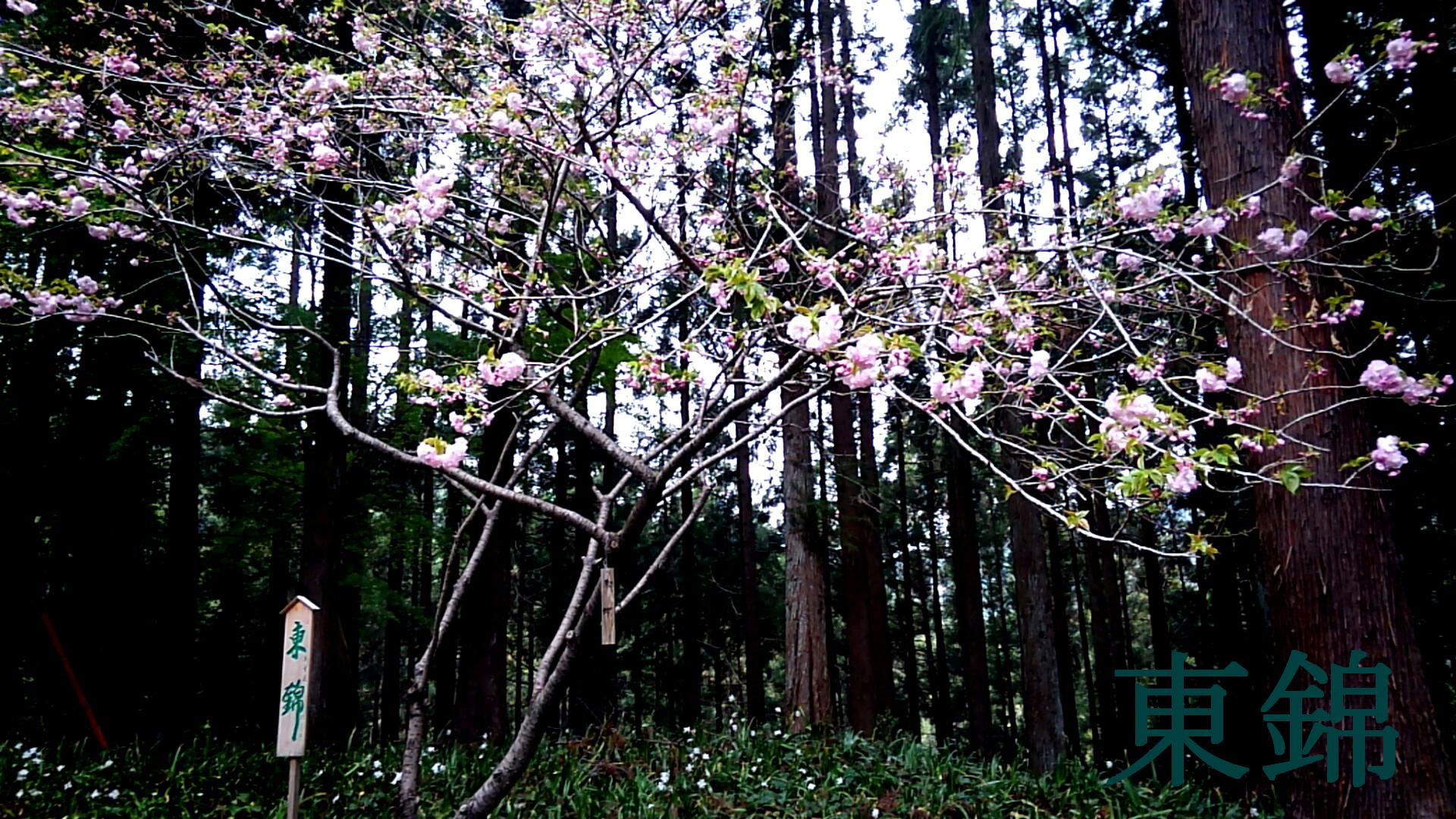 お花見サイクリング【ときがわ編】