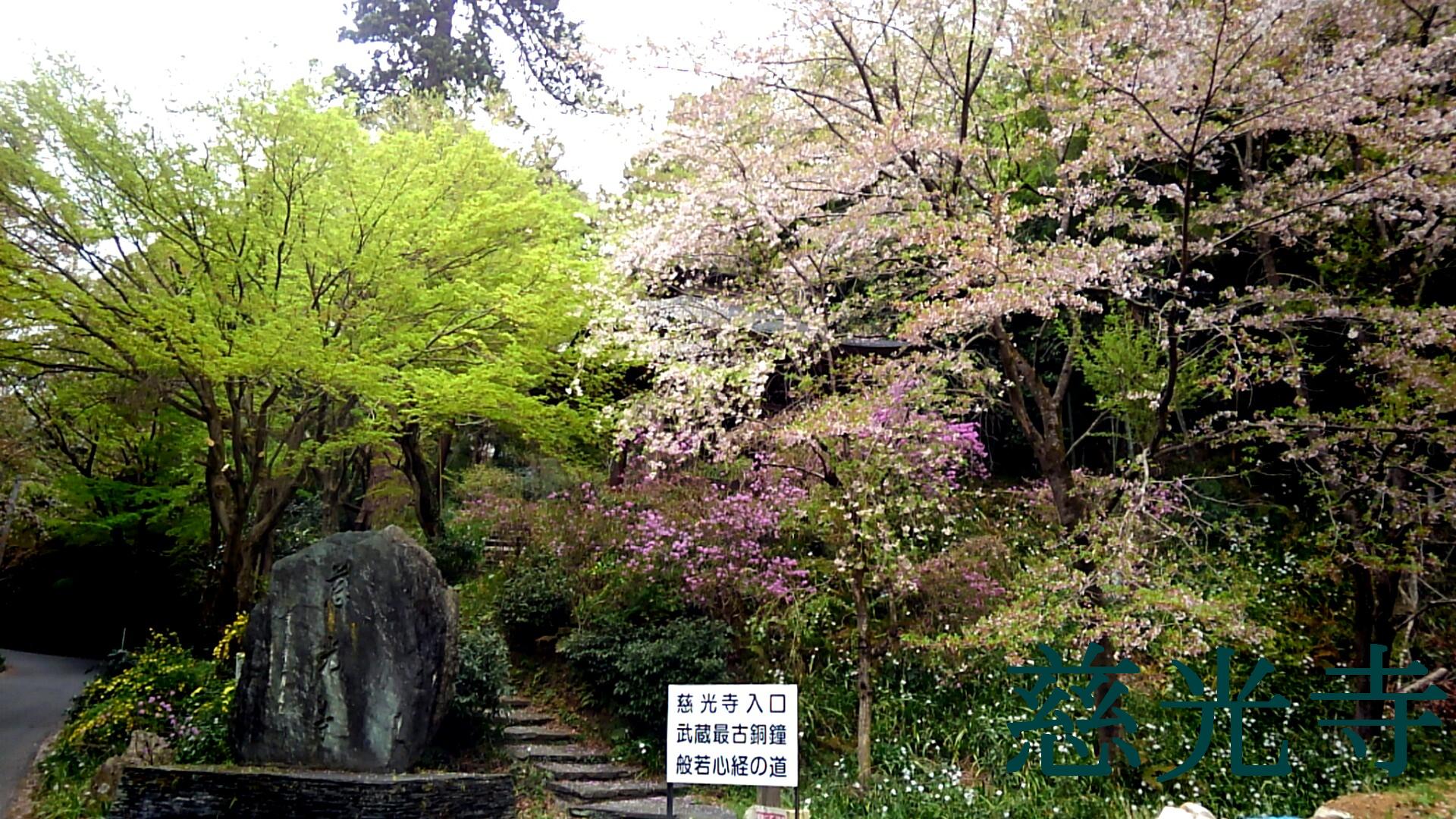 お花見サイクリング【ときがわ編】