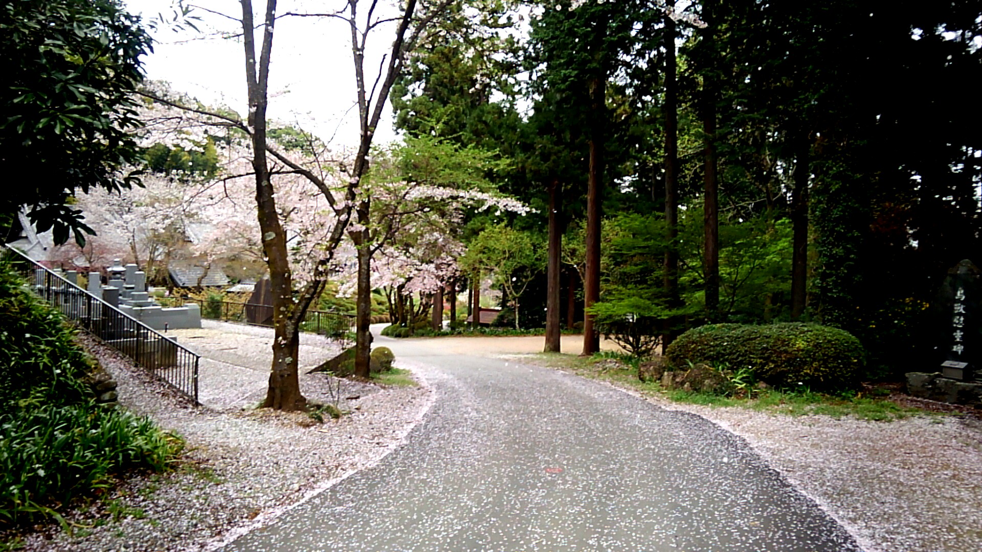 お花見サイクリング【ときがわ編】