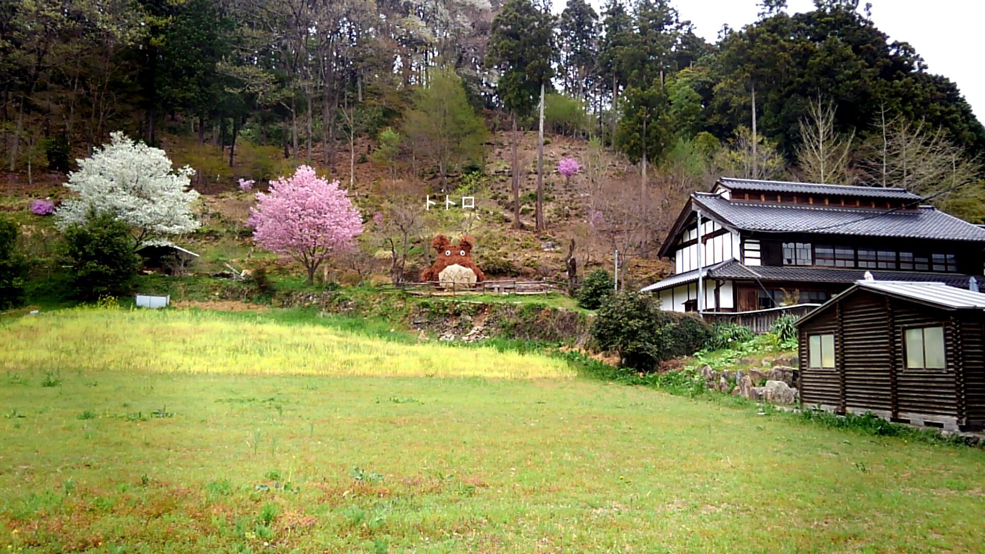 お花見サイクリング【ときがわ編】